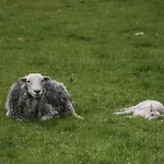 Nyaraló The Bird's Nest